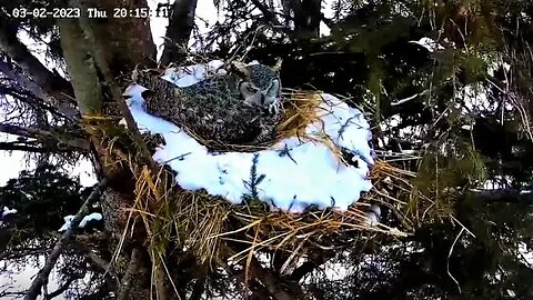 Ellie Doing Nestorations 🦉 03/02/23 20:13