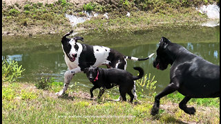 Great Danes Can't Out Run Speedy Little Rescue Dog Friend