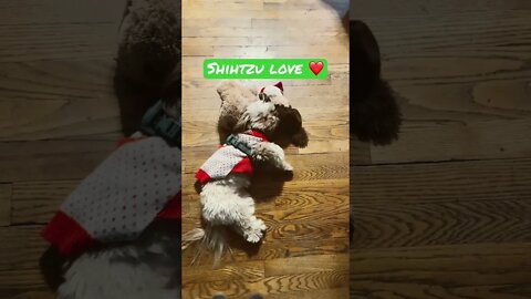 Shihtzu 💕