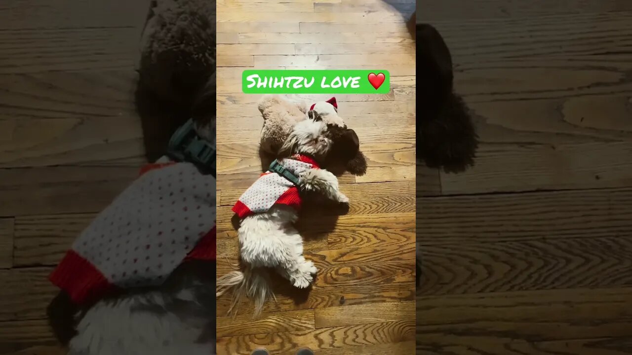 Shihtzu 💕