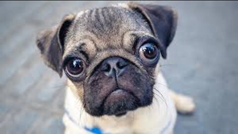 Dogs Learn to Use Ring Video Doorbell to Get Owner’s Attention | RingTV