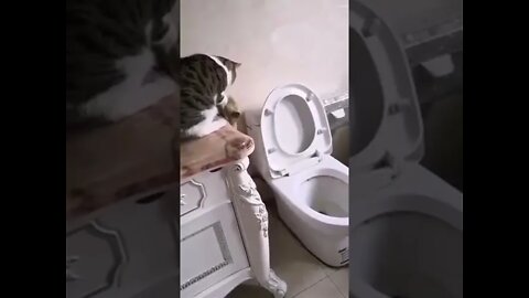 smart cat قطة هاربلها