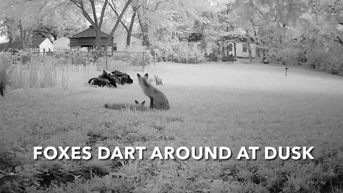 Foxes Dart Around At Dusk