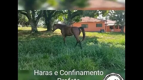 Cavalo ( Venda-se ) égua #shorts #roça #animals #bicho #fazenda #agro #sitio #roça #haras #arabe #sp