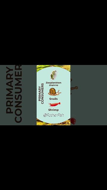 Food Chain and Food Web in a Natural Aquarium