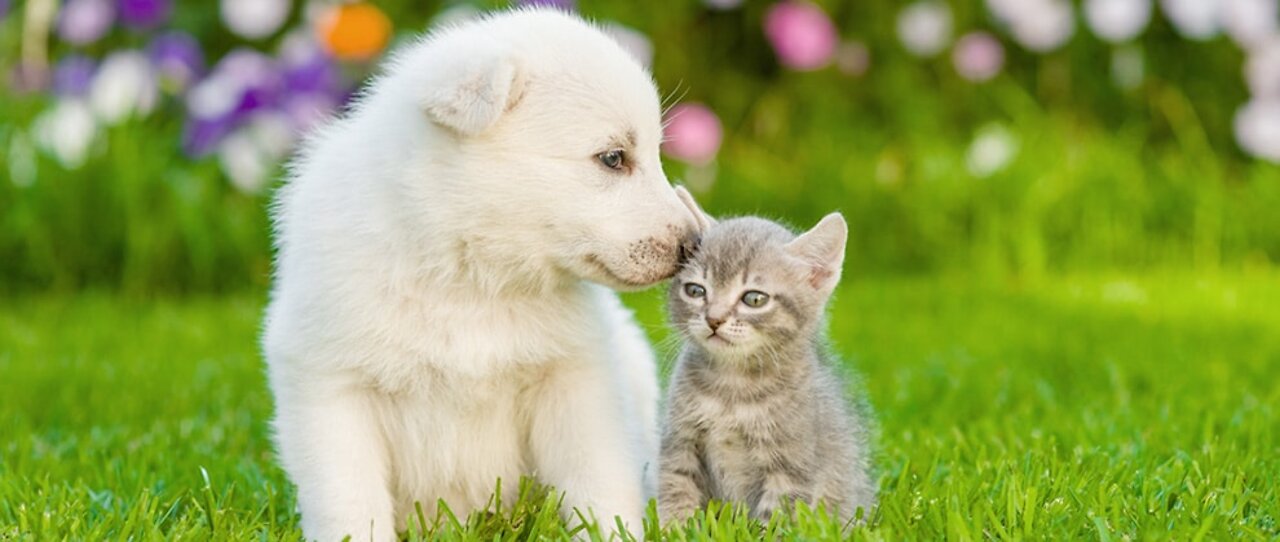 Cutest puppy and kitten fight (Shiba Inu)