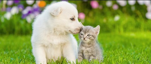 Cutest puppy and kitten fight (Shiba Inu)