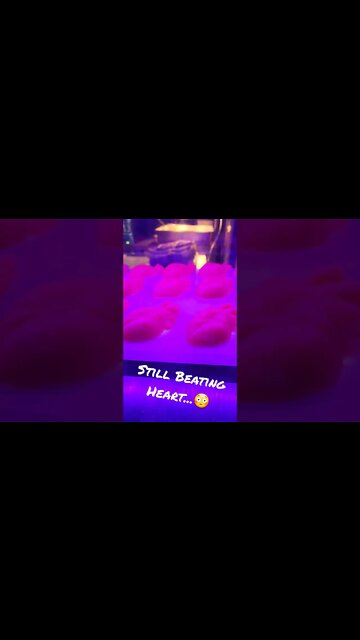 Halloween Horror Nights Still Beating Heart...😳