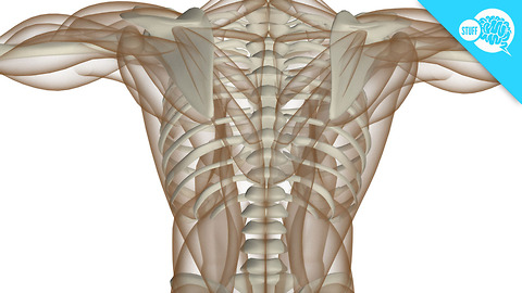 BrainStuff: How Do We Grow Hard Bones From Soft Tissue?