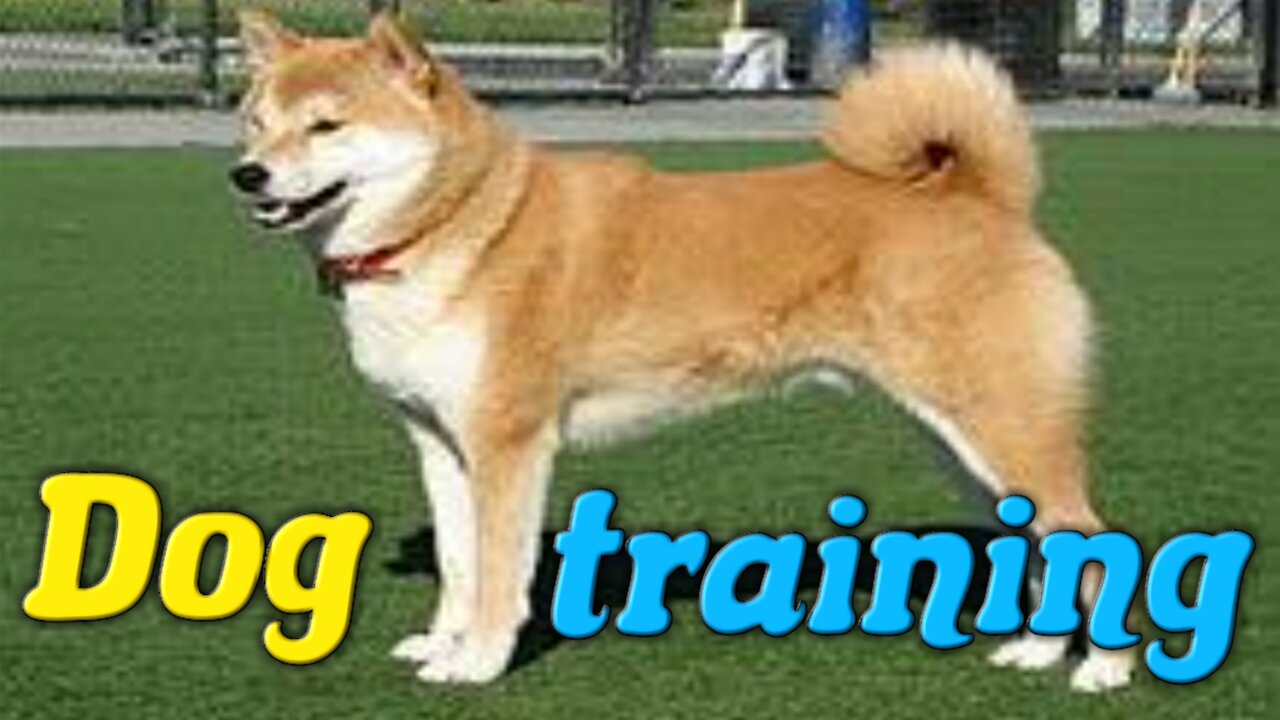 Dog training