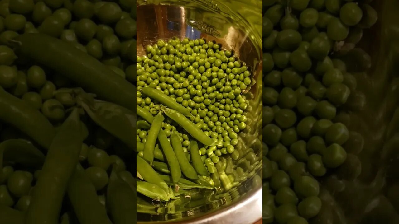 First 13 English style Shelling Peas