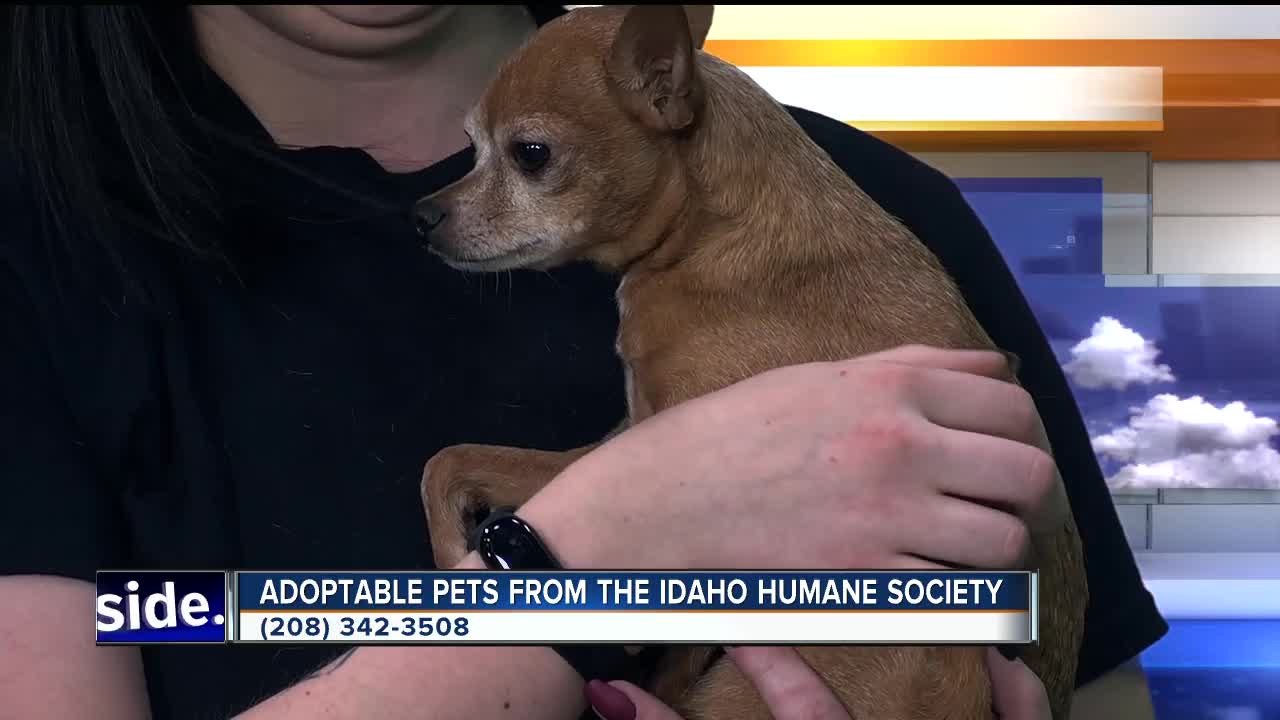 Humane Society GMI 01/06/20