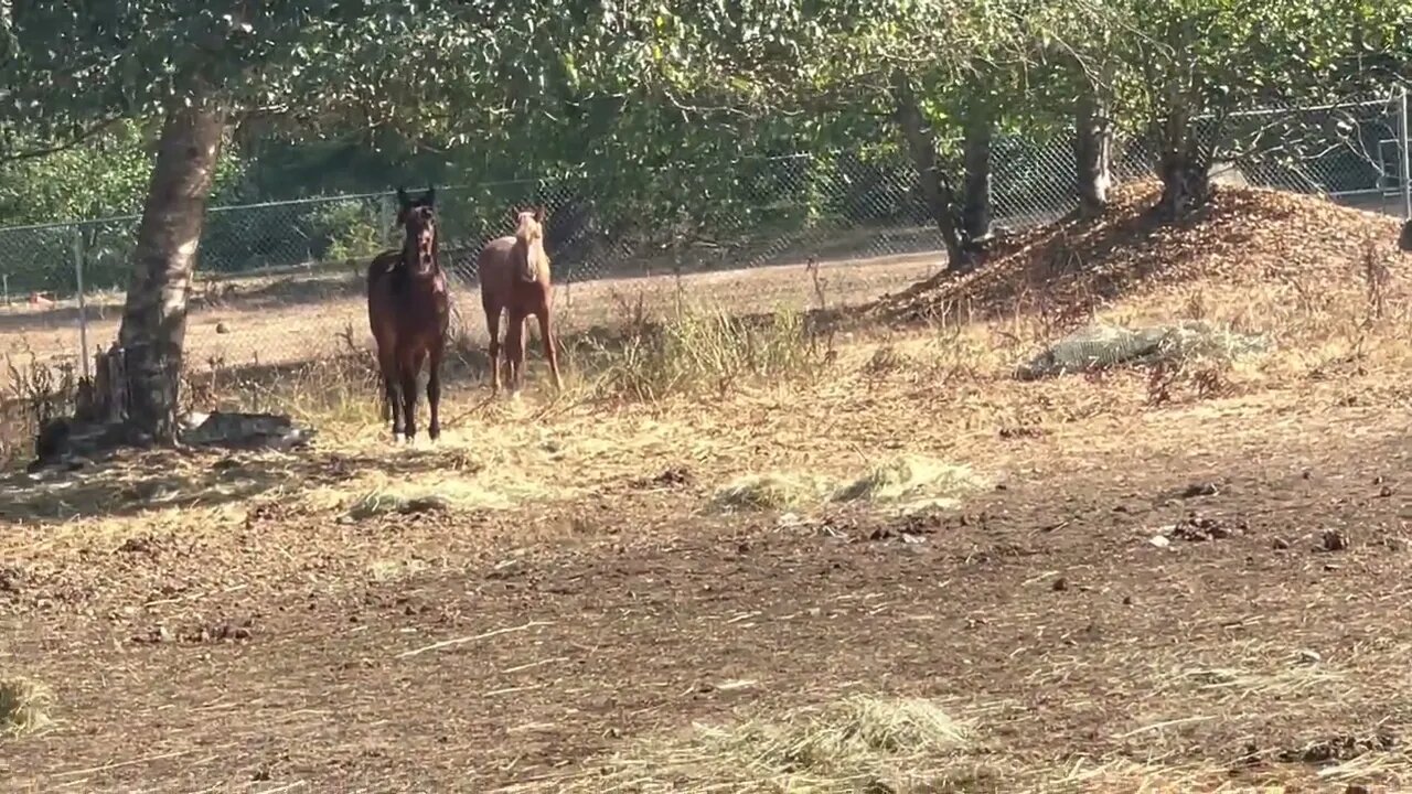 DAY 1 With My New Wild Mustang Fillies