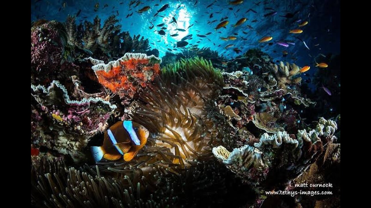 The beauty of the sea, coral reefs and fish