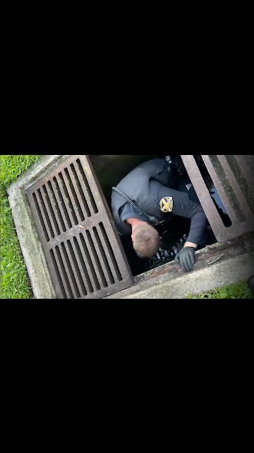 Police Officer in Florida rescues ducklings from storm drain