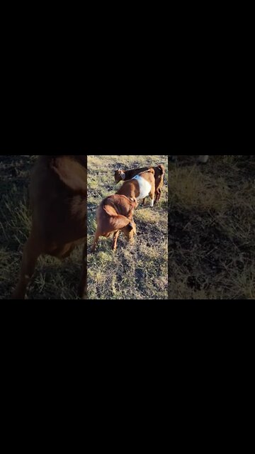 RIP Naruto & Big Balls - You Will Be Missed #shorts #goats #rip