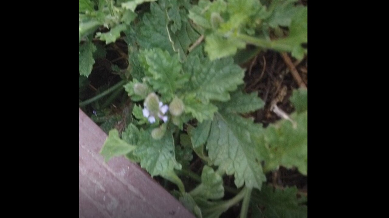 Personal Alkemy Plant Medicine Jan 31 2024 Plant "Hands That Serve" and Compost Wisdom