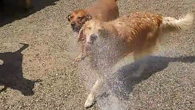 Pack of dogs play with water hose