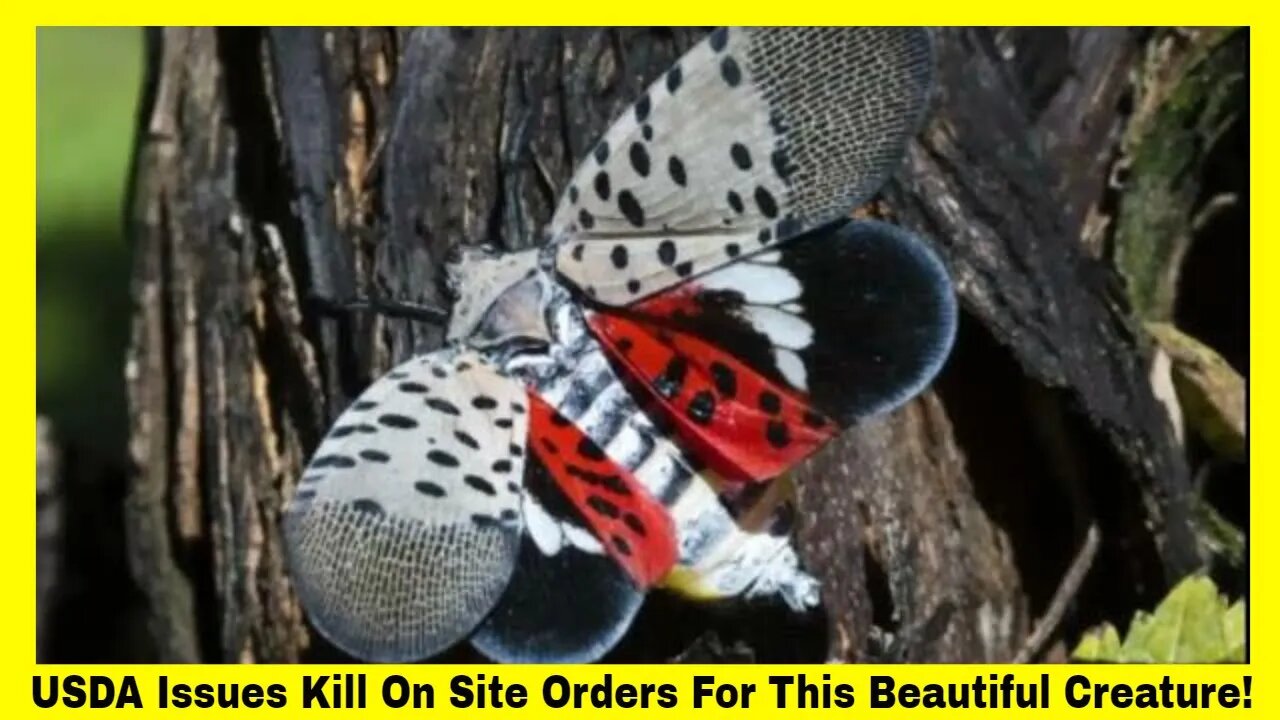 USDA Issues Kill On Site Orders For This Beautiful Creature!