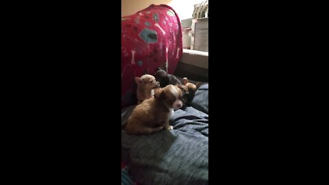 Teacup chihuahuas number #4 and their dad