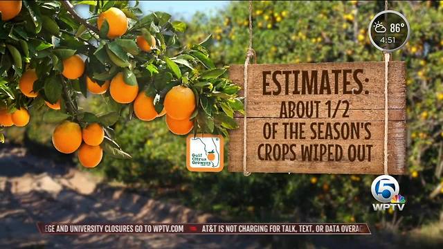 Florida produce hit hard by Hurricane Irma