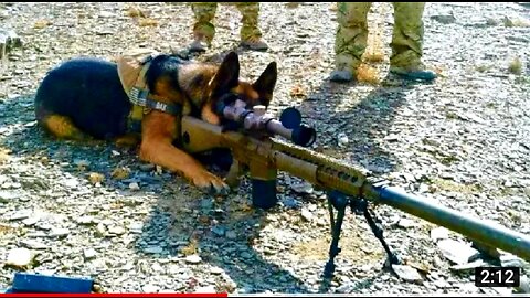 Extreme Trained & Disciplined German Shepherd Dogs