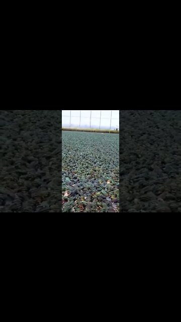 Frog 🐸 farm 😂#Shorts #ytshorts #UbertainmentFun #Dogs #Animals #Fun