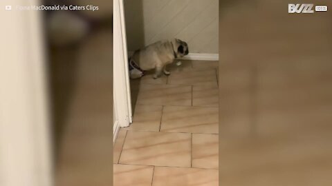 Pug paraplégico ganha cadeira de rodas