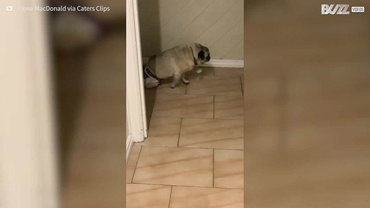 Pug paraplégico ganha cadeira de rodas