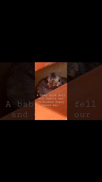 Helping fallen baby bird🐧 #chihuahuapuppy #chihuahuababy #fallenbabybird #babybirdvideo #antsattack