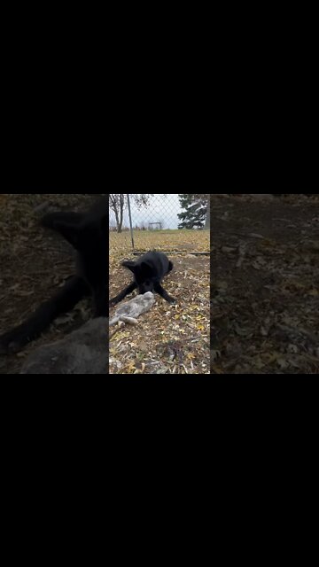 How Do You Eat This Thing? 🐺🐇 #lycanshepherd #shorts #wholeprey