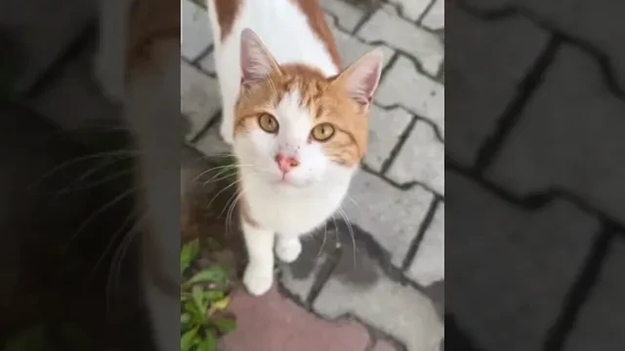 We Feed Street Cats Everyday Just Subscribe to Support