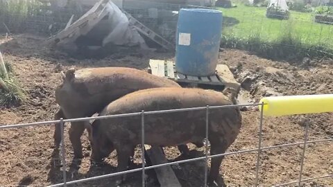 Lost Footage: Our old Tamworth Piggies