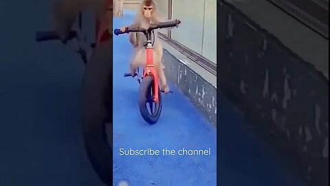 Monkey cycling with friends #entertainment