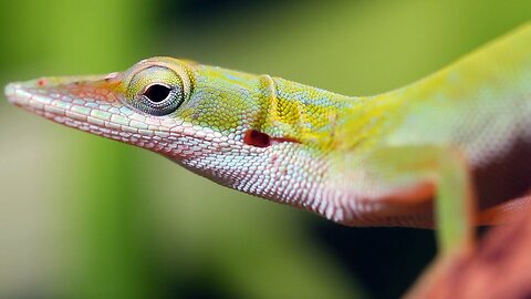 Meet the Animals of Cuba | Relax With Nature | BBC Earth