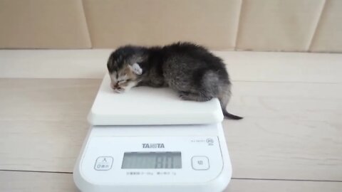 How kitten Kiki grows up: from 0-30 days