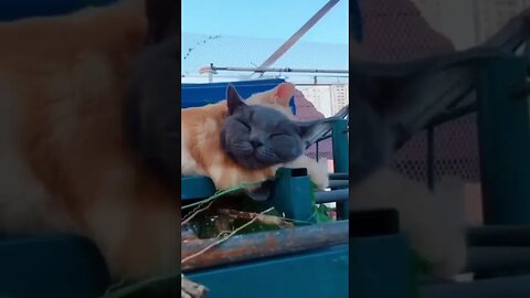 CAT VIDEO