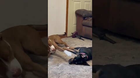 Ima bop you in the head.