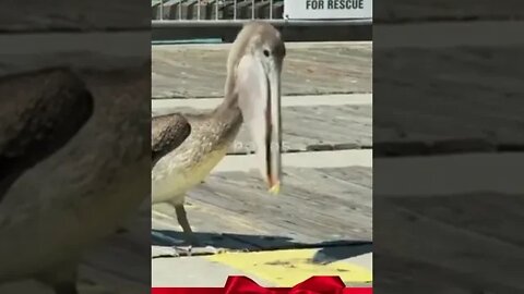 Funny Animal Ugc Vertical Video, primal video, funny videos, video licensing, exotic animals #shorts