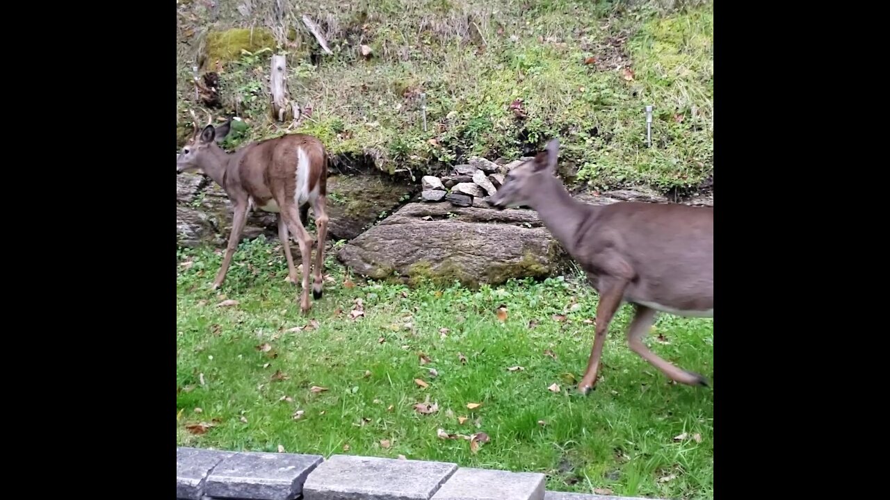 Female Deer Turns Quickly on the Male