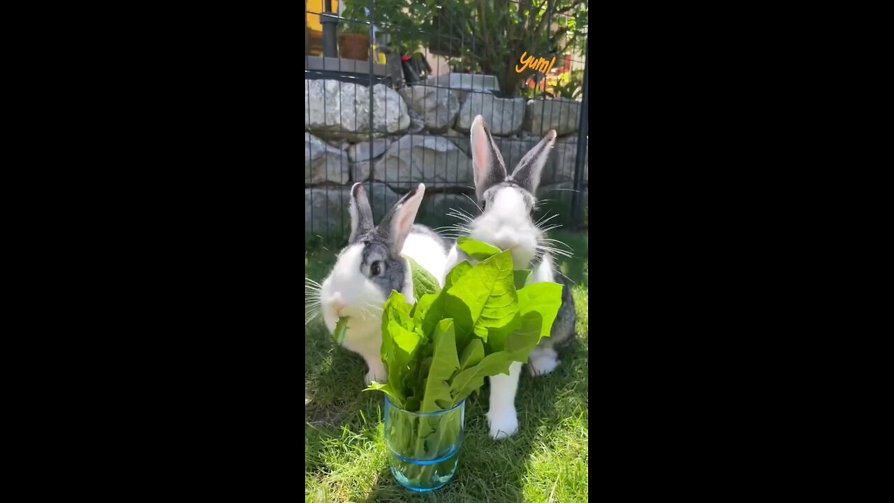 "Heartwarming Harmony: Cute Cat and Rabbit Unite! 😻🐇 | Rumble App Viral Video"