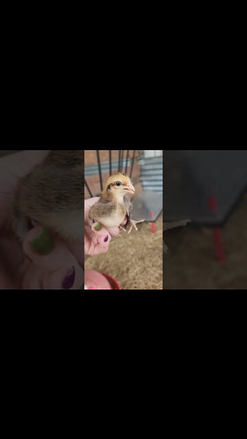 This girl is FAST! #chickens #layinghens #chickensofyoutube #shorts