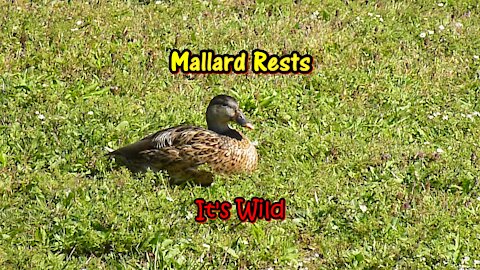 Mallard Rests – It’s Wild