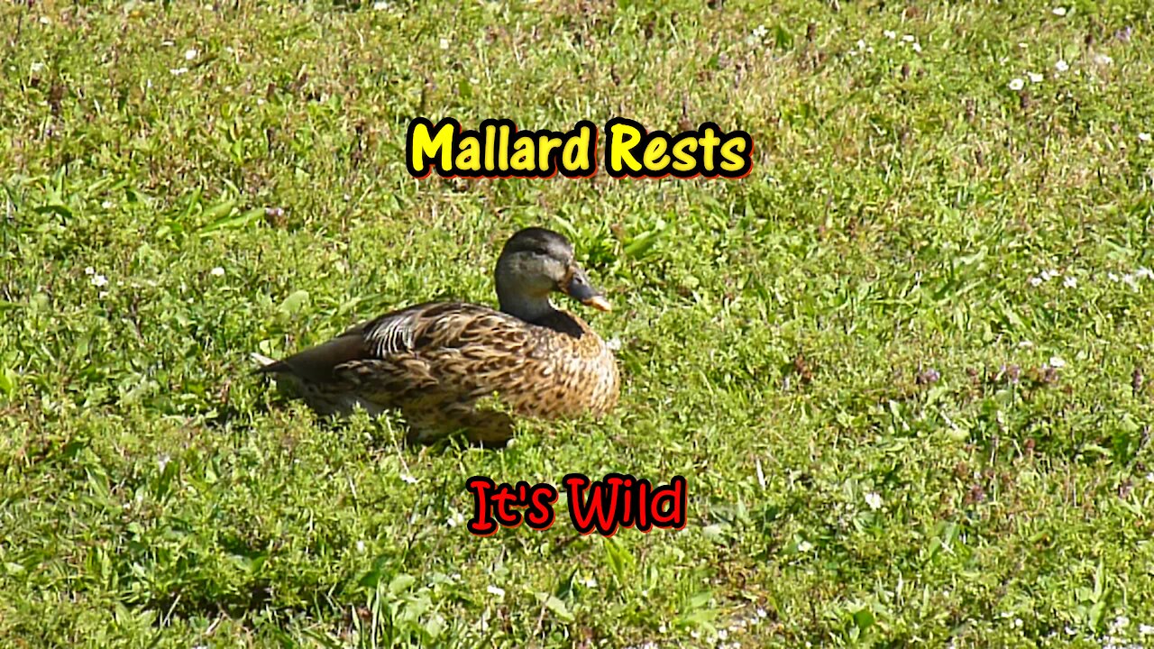 Mallard Rests – It’s Wild