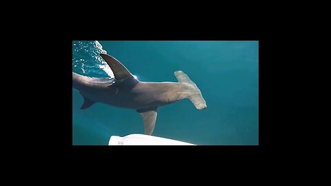 Hammerhead Shark keeps interrupting #fishing #outdoors #angler #lifestyle #fish #shark