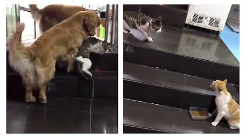 golden retriever prevents cat from picking a fight