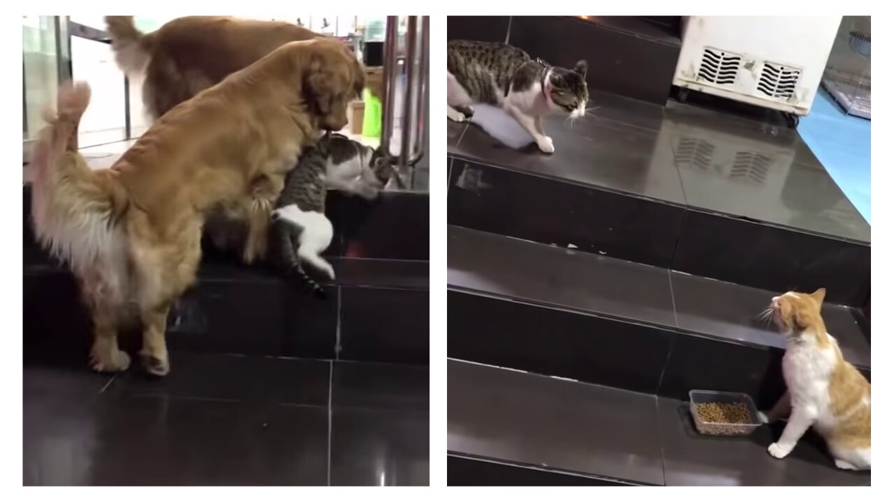 golden retriever prevents cat from picking a fight