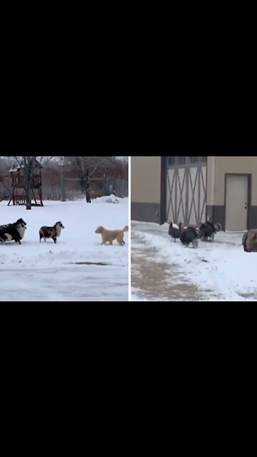 Sheep puts puppy in its place, turkeys find it hilarious