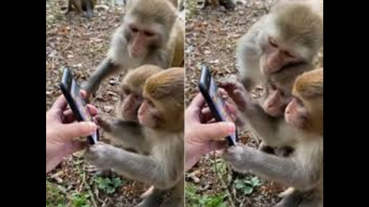 Manky video funny | how to manky video | new video monkeys | new video monkeys 2022