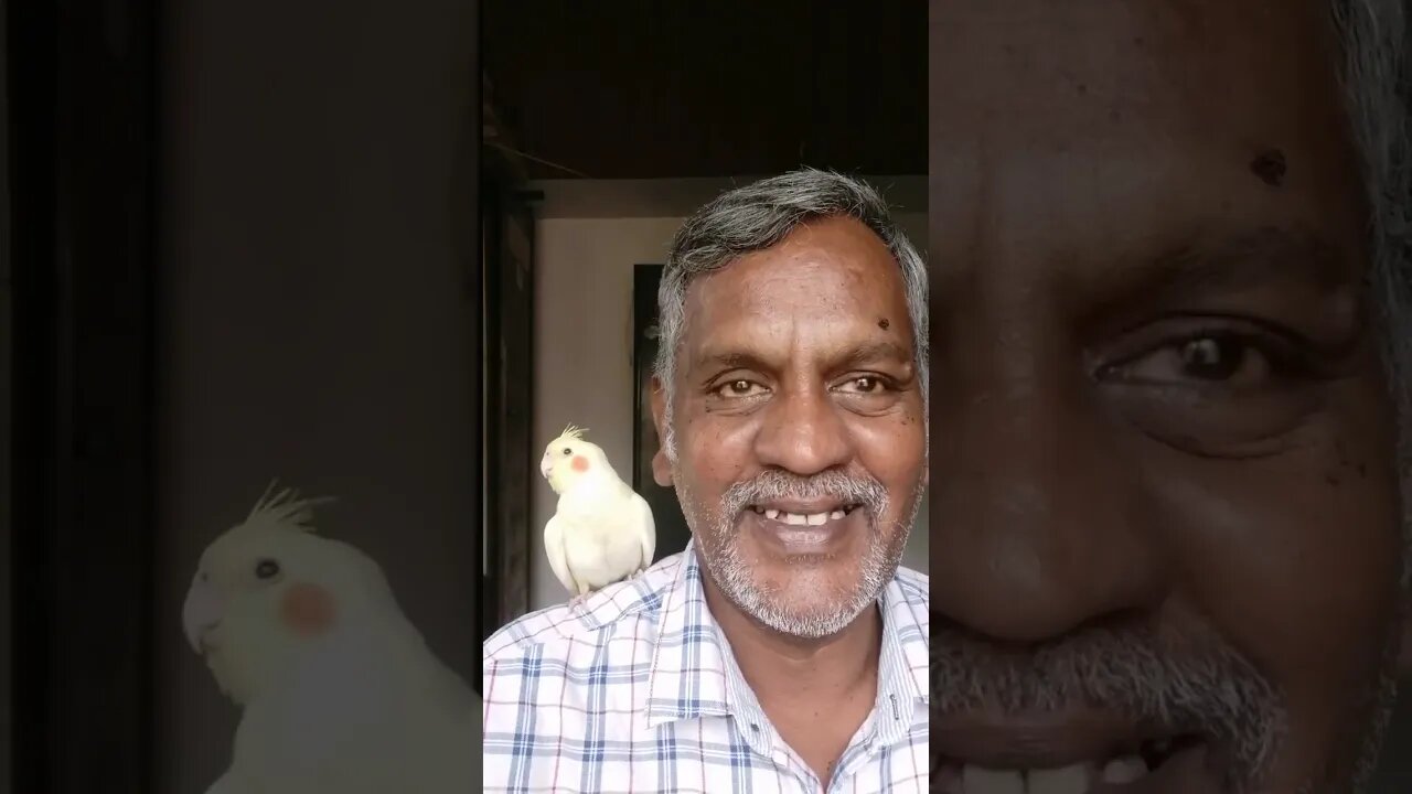 Cockatiel birds reactions